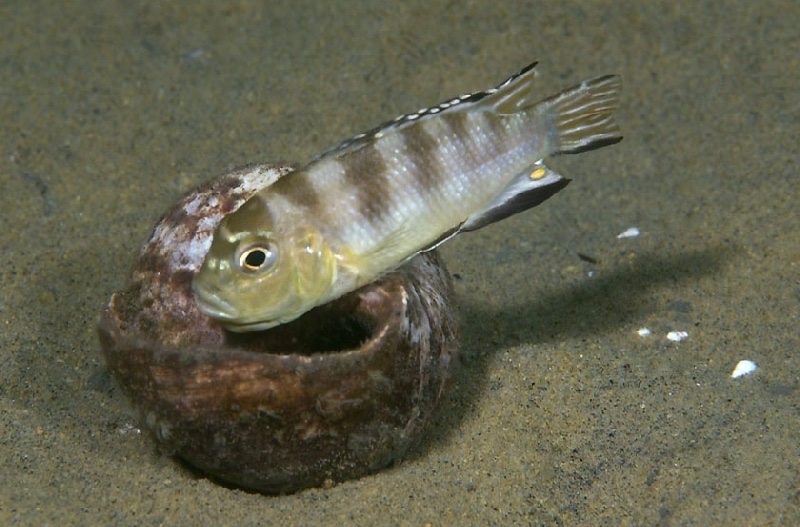 Maylandia ngarae 'Mdoka'